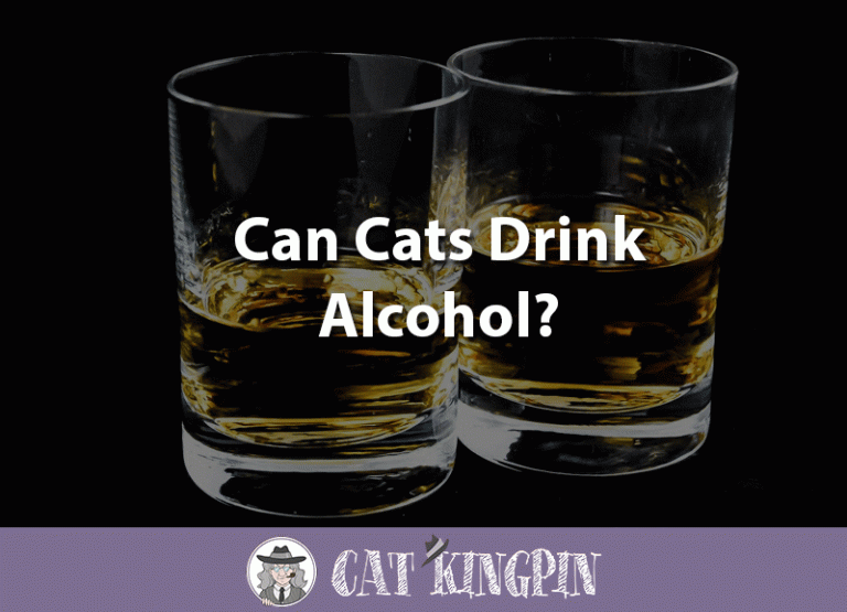 Can Cats Drink Alcohol?