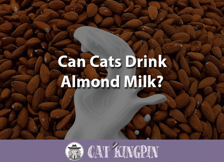 Can Cats Drink Almond Milk?