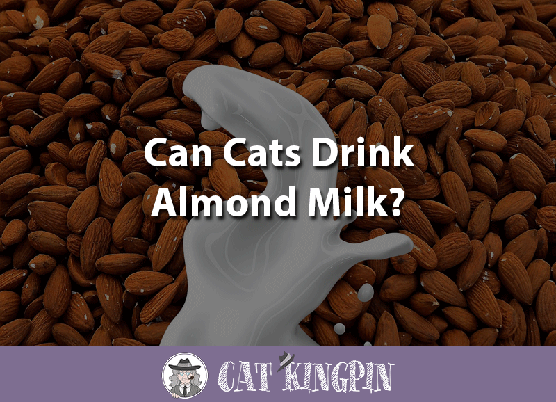 can cats drink almond milk