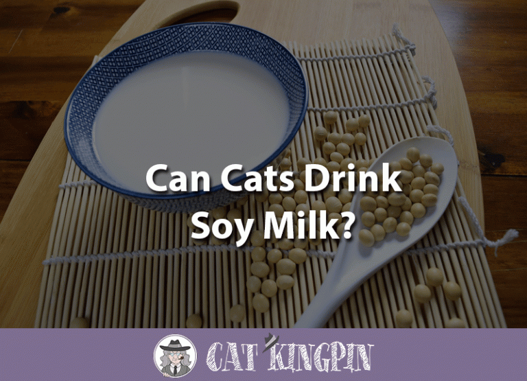 Can Cats Drink Soy Milk?