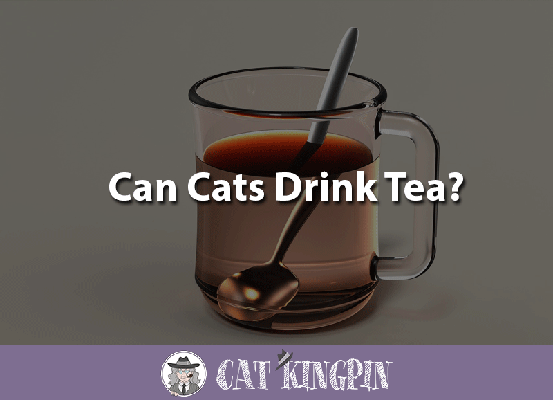 can cats drink tea