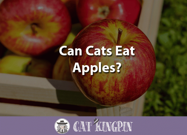 Can Cats Eat Apples?