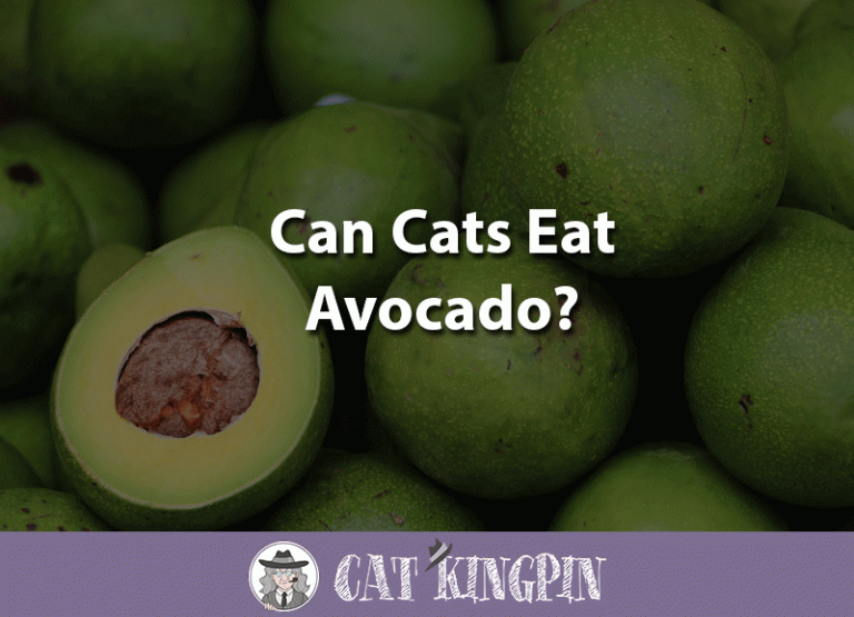 Can Cats Eat Avocado?