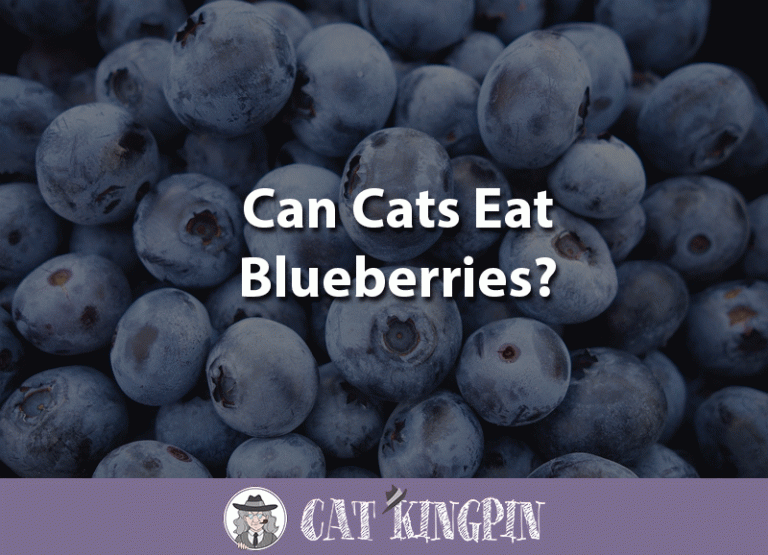Can Cats Eat Blueberries?