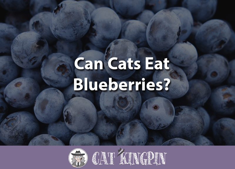can cats eat blueberries