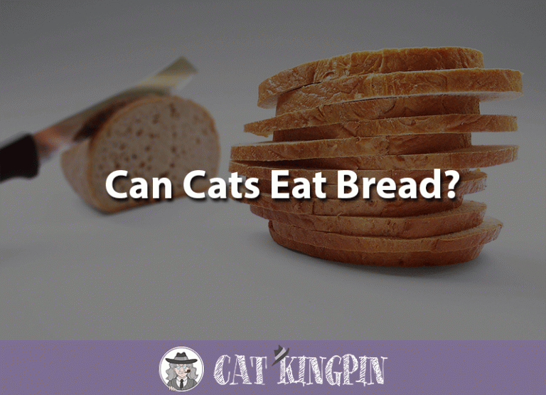 Can Cats Eat Bread?