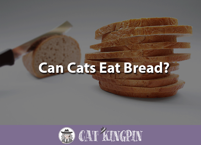 can cats eat bread