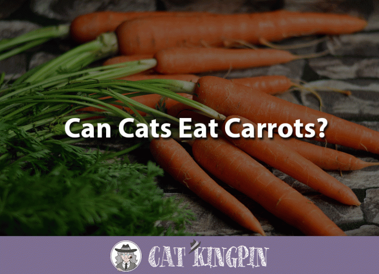 Can Cats Eat Carrots?