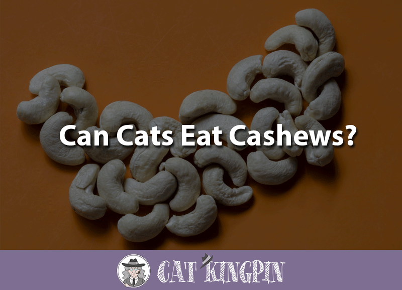 Can cats eat cashews
