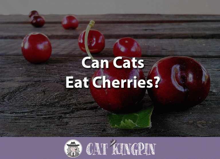 Can Cats Eat Cherries?