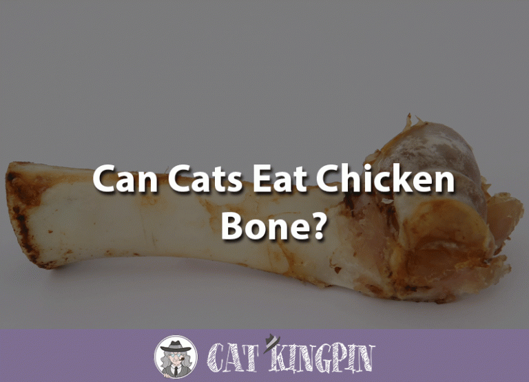 Can Cats Eat Chicken Bones?