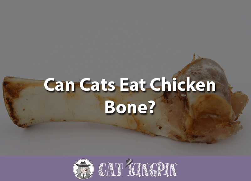 can cats eat chicken bones