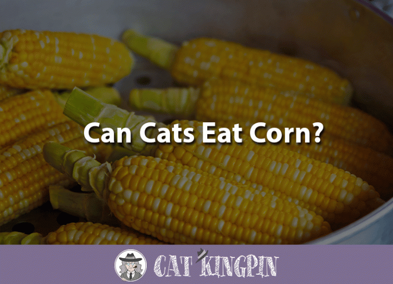 Can Cats Eat Corn?