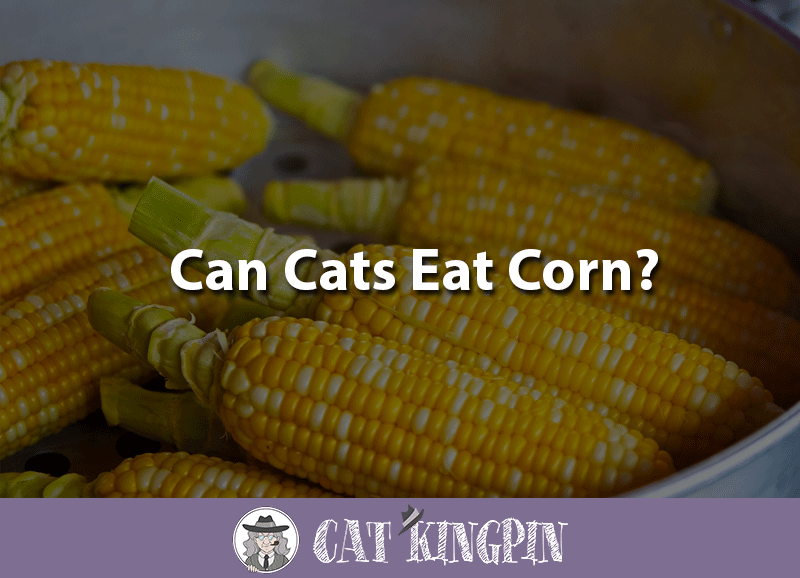 can cats eat corn