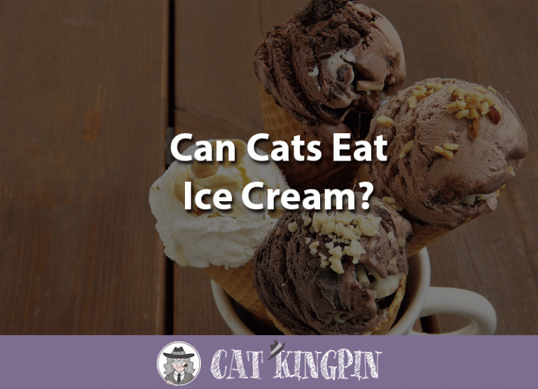Can Cats Eat Ice Cream?