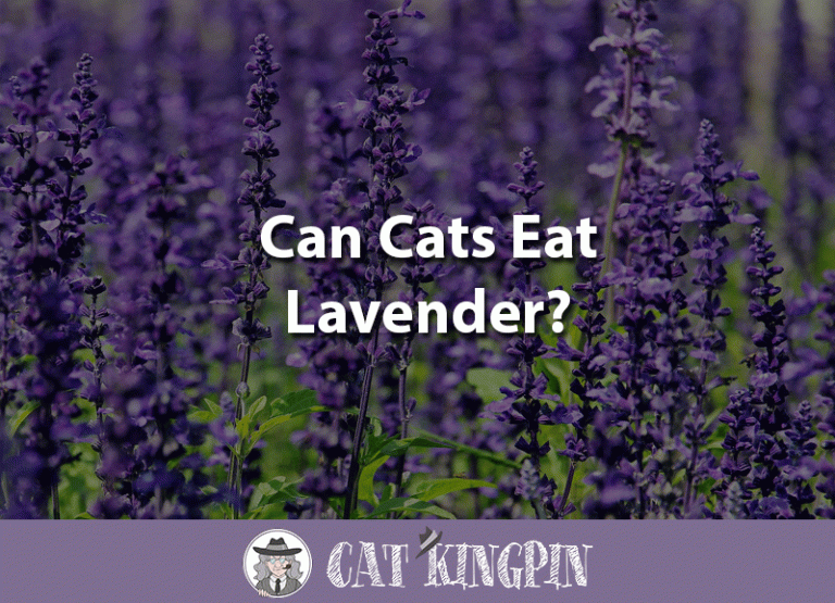 Can Cats Eat Lavender?