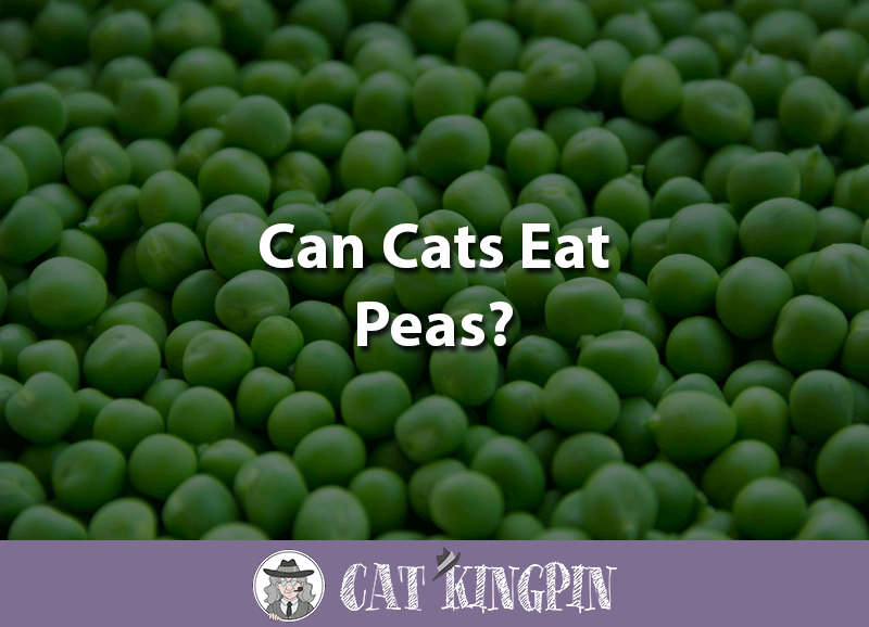 can cats eat peas