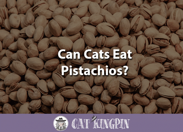 Can Cats Eat Pistachios?