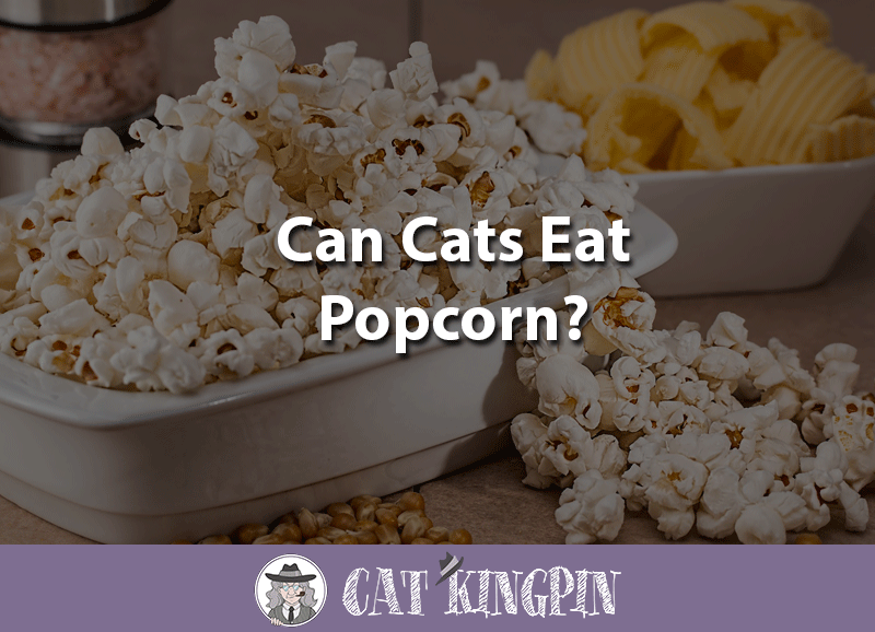 can cats eat popcorn