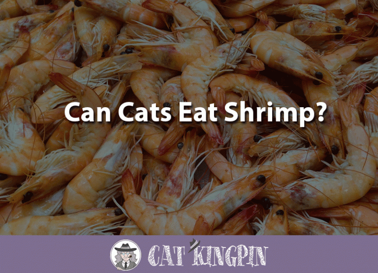 Can Cats Eat Shrimp?