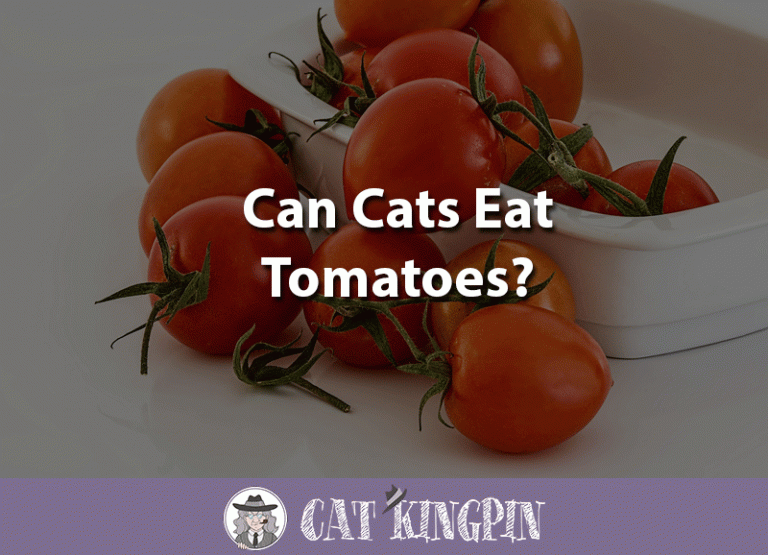 Can Cats Eat Tomatoes?