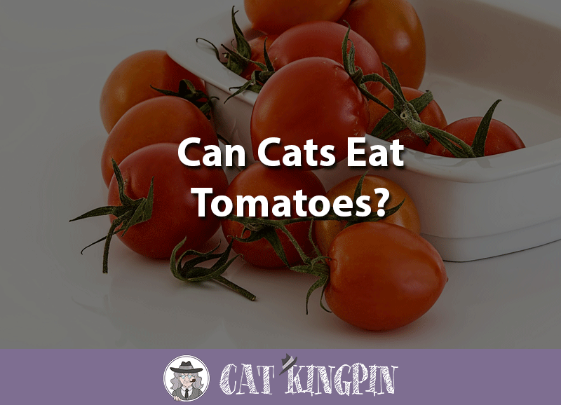 can cats eat tomatoes