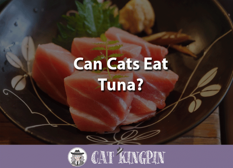 Can Cats Eat Tuna?