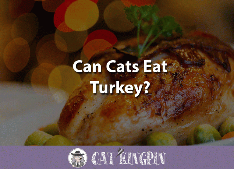 Can Cats Eat Turkey?