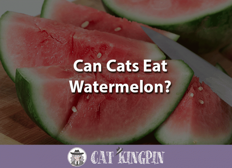 Can Cats Eat Watermelon?