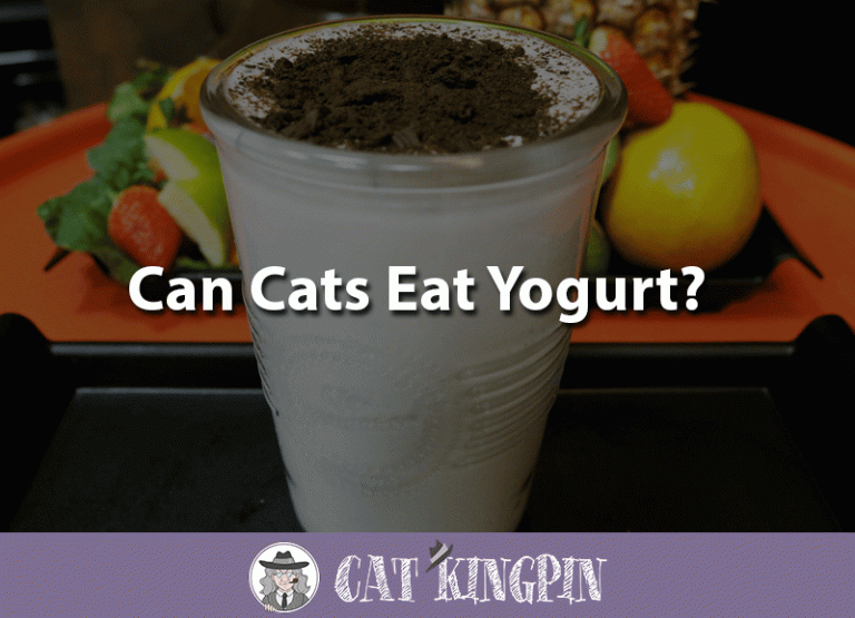 Can Cats Eat Yogurt?