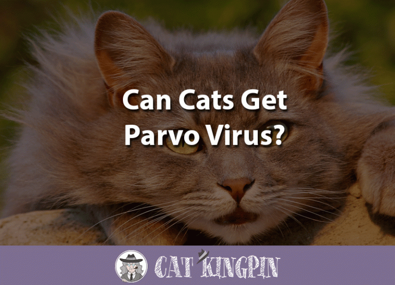 Can Cats Get Parvo Virus?