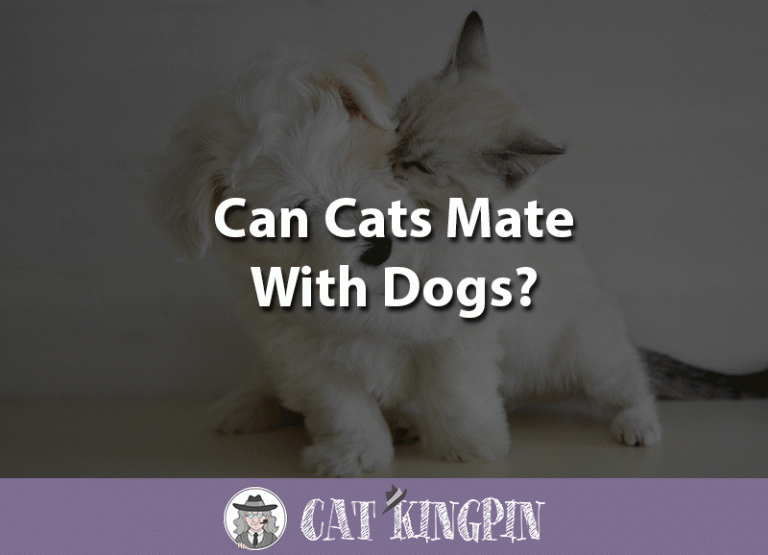 Can Cats Mate With Dogs?