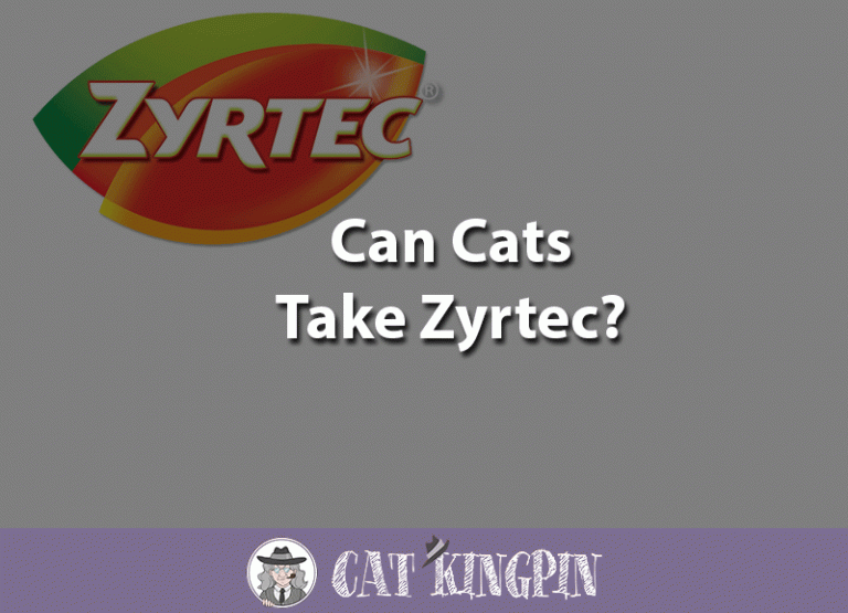 Can Cats Take Zyrtec?