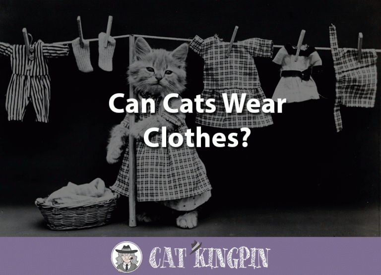 Can Cats Wear Clothes?
