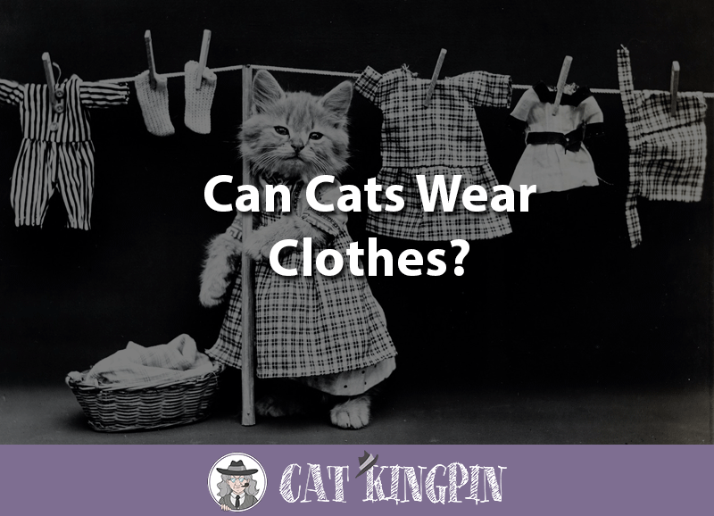 can cats wear clothes