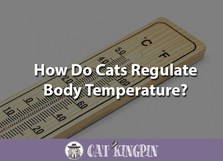 How Do Cats Regulate Body Temperature?