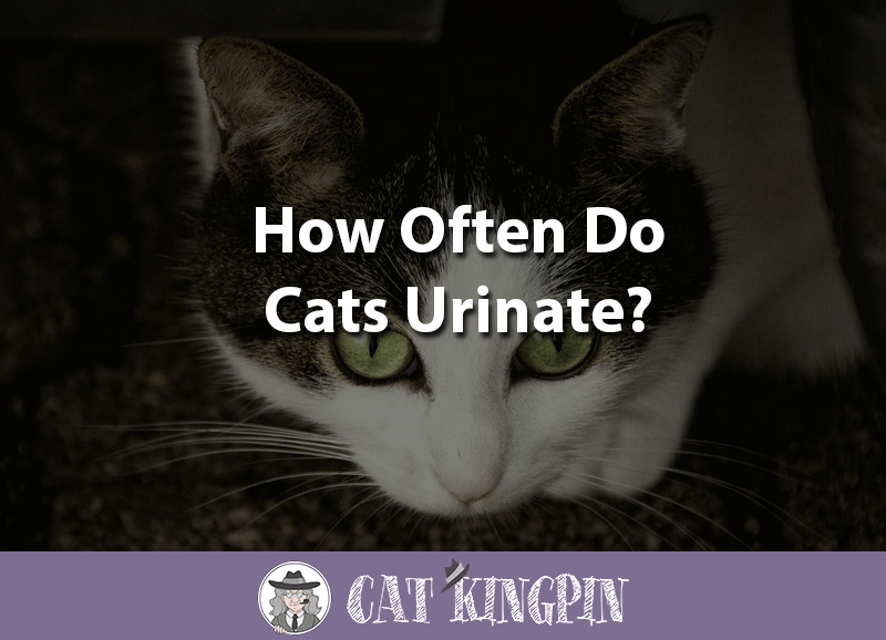 how often do cats urinate