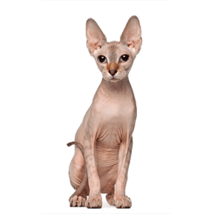 Sphynx-Cat