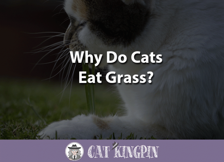 Why Do Cats Eat Grass?