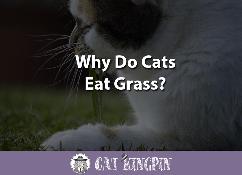 Why do cats eat grass
