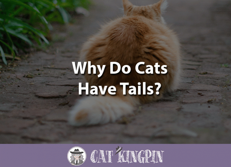 Why Do Cats Have Tails?