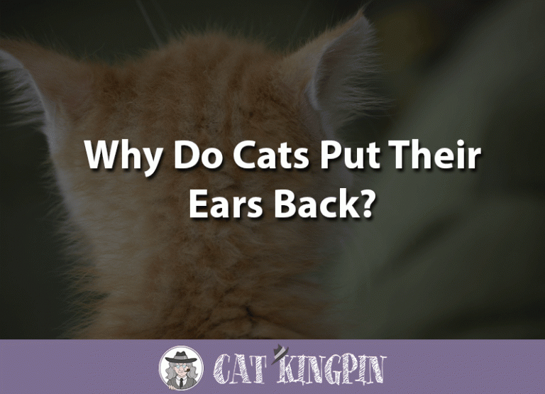 Why Do Cats Put Their Ears Back?