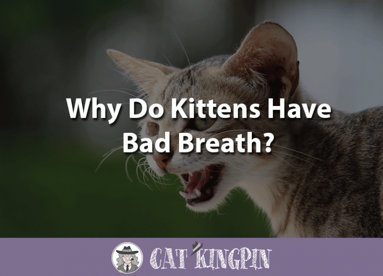 Why Do Kittens Have Bad Breath?
