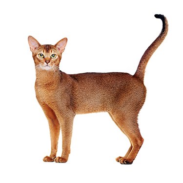 Abyssinian