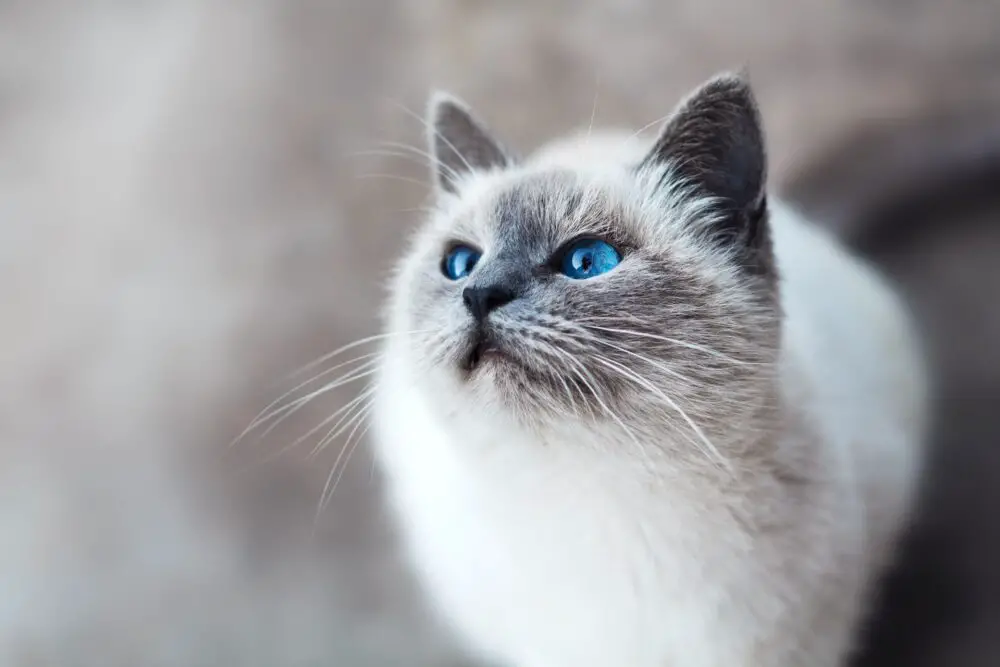 beautiful balinese cat