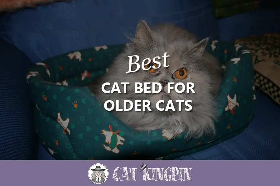 Best Cat Bed for Older Cats