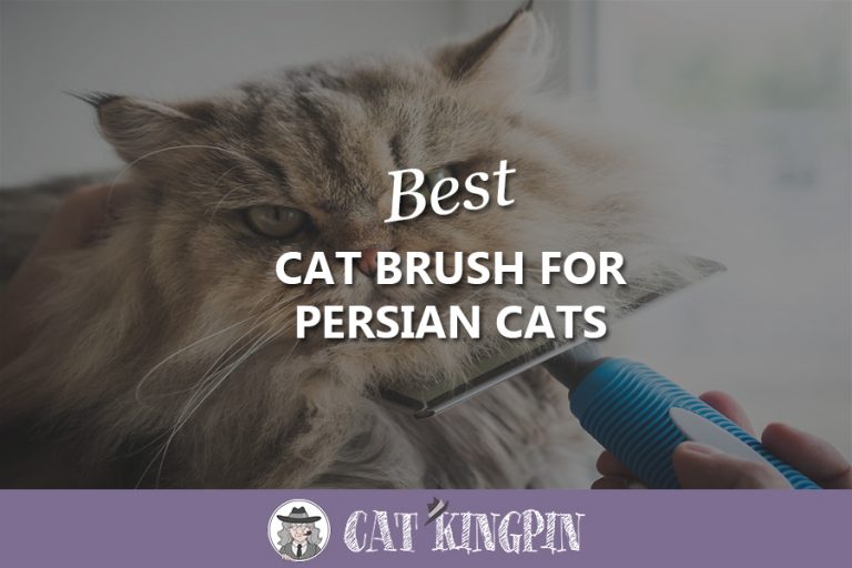Best Cat Brush For Persian Cats