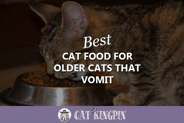 Best Cat Food For Older Cats That Vomit