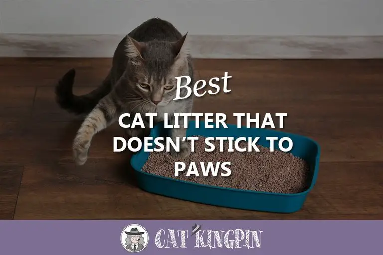 Best Cat Litter That Doesn’t Stick to Paws