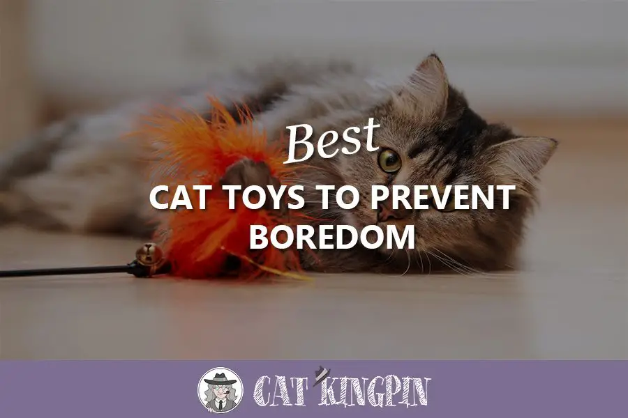 best cat toys to prevent boredom
